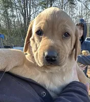 Birna, a female Labrador Retriever for sale in King, NC – Photo 4 of 9