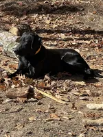 Birna, a female Labrador Retriever for sale in King, NC – Photo 6 of 9