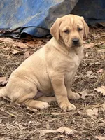 Birna, a female Labrador Retriever for sale in King, NC – Photo 5 of 9