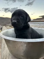 Brock, a male Labrador Retriever for sale in King, NC – Photo 1 of 5