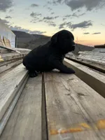 Brock, a male Labrador Retriever for sale in King, NC – Photo 5 of 5