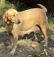 Brock, a male Labrador Retriever for sale in King, NC – Photo 2 of 5