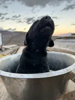 Brock, a male Labrador Retriever for sale in King, NC – Photo 3 of 5