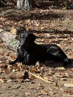 Brock, a male Labrador Retriever for sale in King, NC – Photo 4 of 5