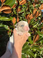 Isabella Merle Pied, a male French Bulldog for sale in Tracys Landing, MD – Photo 4 of 5