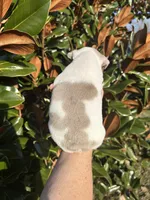 Isabella Merle Pied, a male French Bulldog for sale in Tracys Landing, MD – Photo 3 of 5