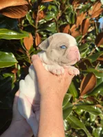 Isabella Merle Pied, a male French Bulldog for sale in Tracys Landing, MD – Photo 2 of 5