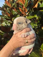 Isabella Merle Pied, a male French Bulldog for sale in Tracys Landing, MD – Photo 5 of 5