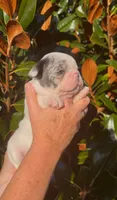Blue Merle Pied, a female French Bulldog for sale in Tracys Landing, MD – Photo 1 of 2