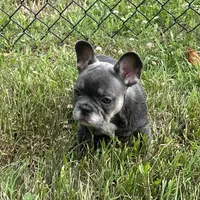 Blue & Tan Girl, a female French Bulldog for sale in Tracys Landing, MD – 4 of 5