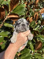 Black Merle Boy, a male French Bulldog for sale in Tracys Landing, MD – Photo 2 of 2