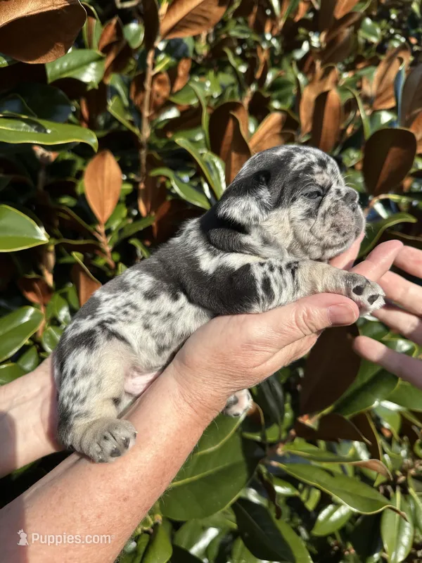 Black Merle Boy
