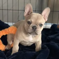 Fawn Girl, a female French Bulldog for sale in Tracys Landing, MD – Photo 3 of 7