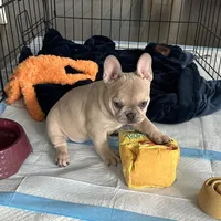 Fawn Girl, a female French Bulldog for sale in Tracys Landing, MD – Photo 7 of 7