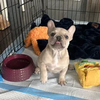 Fawn Girl, a female French Bulldog for sale in Tracys Landing, MD – Photo 5 of 7