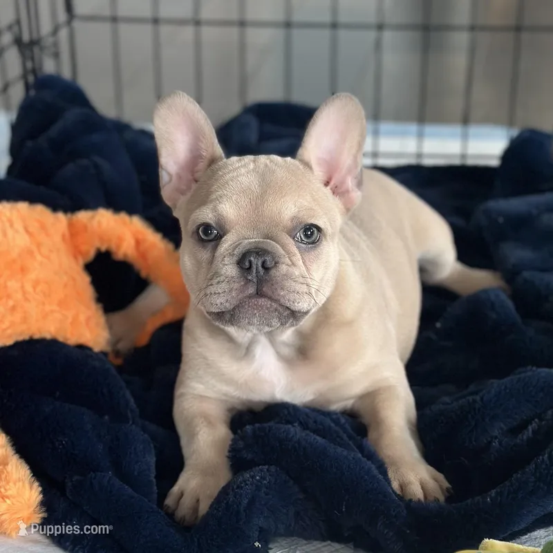 Fawn Girl – French Bulldog puppy for sale in Tracys Landing, MD