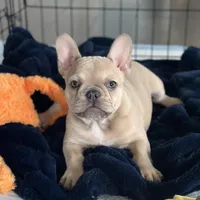 Fawn Girl, a female French Bulldog for sale in Tracys Landing, MD – Photo 1 of 7