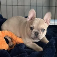 Fawn Girl, a female French Bulldog for sale in Tracys Landing, MD – Photo 2 of 7