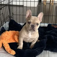 Fawn Girl, a female French Bulldog for sale in Tracys Landing, MD – Photo 4 of 7