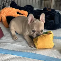 Fawn Girl, a female French Bulldog for sale in Tracys Landing, MD – Photo 6 of 7