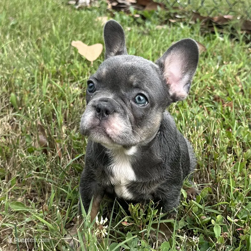 Blue & Tan Girl – French Bulldog puppy for sale in Tracys Landing, MD