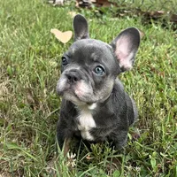 Blue & Tan Girl, a female French Bulldog for sale in Tracys Landing, MD – 1 of 5