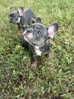 Blue & Tan Girl, a female French Bulldog for sale in Tracys Landing, MD – 5 of 5