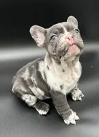 Blue Tweed Merle, a male French Bulldog for sale in Tracys Landing, MD – Photo 1 of 2