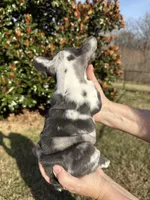 Blue Tweed Merle, a male French Bulldog for sale in Tracys Landing, MD – Photo 2 of 2