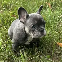Blue & Tan Girl, a female French Bulldog for sale in Tracys Landing, MD – 3 of 5