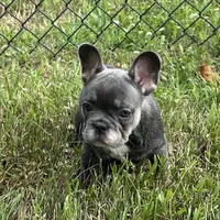 Blue & Tan Girl, a female French Bulldog for sale in Tracys Landing, MD – 2 of 5