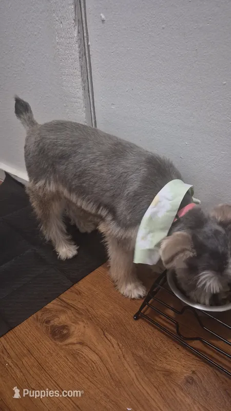 Ekco – Miniature Schnauzer puppy for sale in Norman, OK