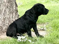 Rocky , a male Cane Corso for sale in Kokomo, IN – 3 of 4