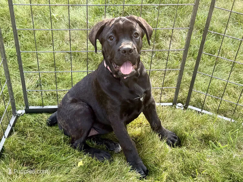 Star  – Cane Corso puppy for sale in Kokomo, IN