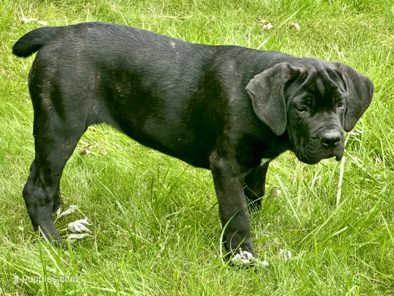 Karma  – Cane Corso puppy for sale in Tipton, IN