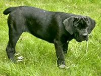 Karma , a female Cane Corso for sale in Kokomo, IN – 1 of 4
