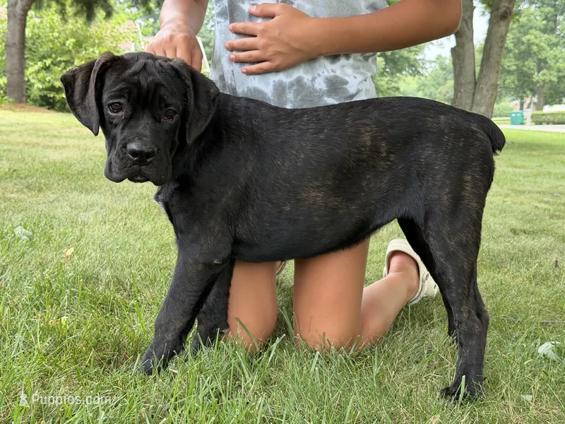 Star  – Cane Corso puppy for sale in Kokomo, IN