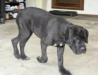 Venus , a female Cane Corso for sale in Kokomo, IN – 2 of 5