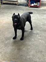 Nala (Inport , a female Cane Corso for sale in Tipton, IN – 5 of 5