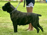 Nala (Inport , a female Cane Corso for sale in Kokomo, IN – 3 of 4