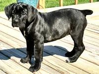 Karma , a female Cane Corso for sale in Kokomo, IN – 3 of 4