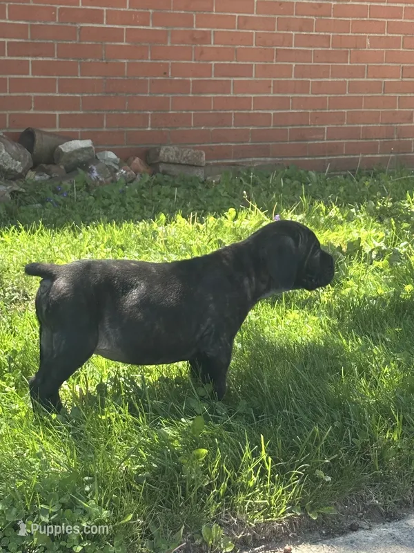Rocky  – Cane Corso puppy for sale in Tipton, IN