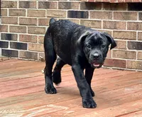 Star , a female Cane Corso for sale in Tipton, IN – 4 of 4