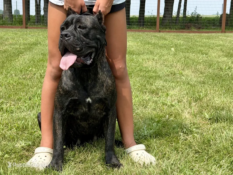 Nala (Import  – Cane Corso puppy for sale in Kokomo, IN