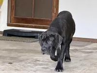 Venus , a female Cane Corso for sale in Kokomo, IN – 5 of 5