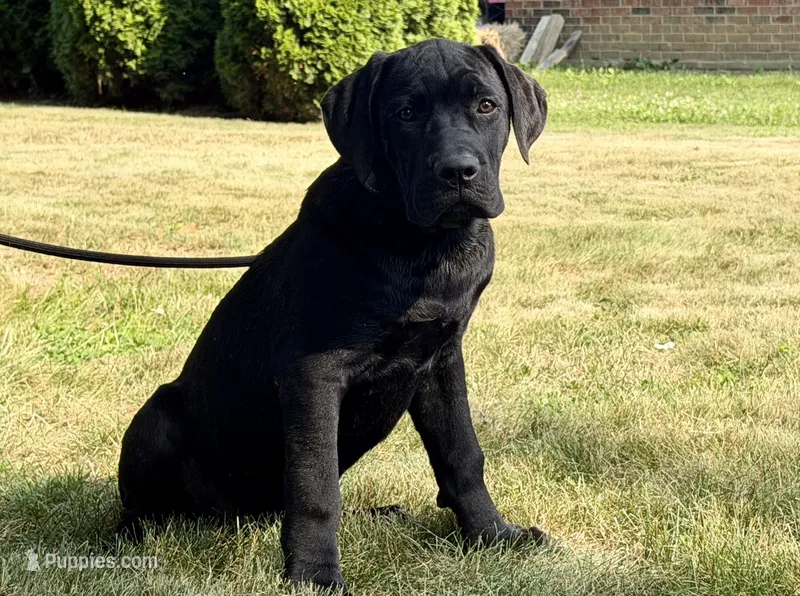 Rocky  – Cane Corso puppy for sale in Kokomo, IN