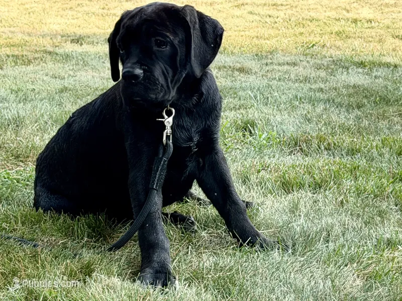 Star  – Cane Corso puppy for sale in Kokomo, IN