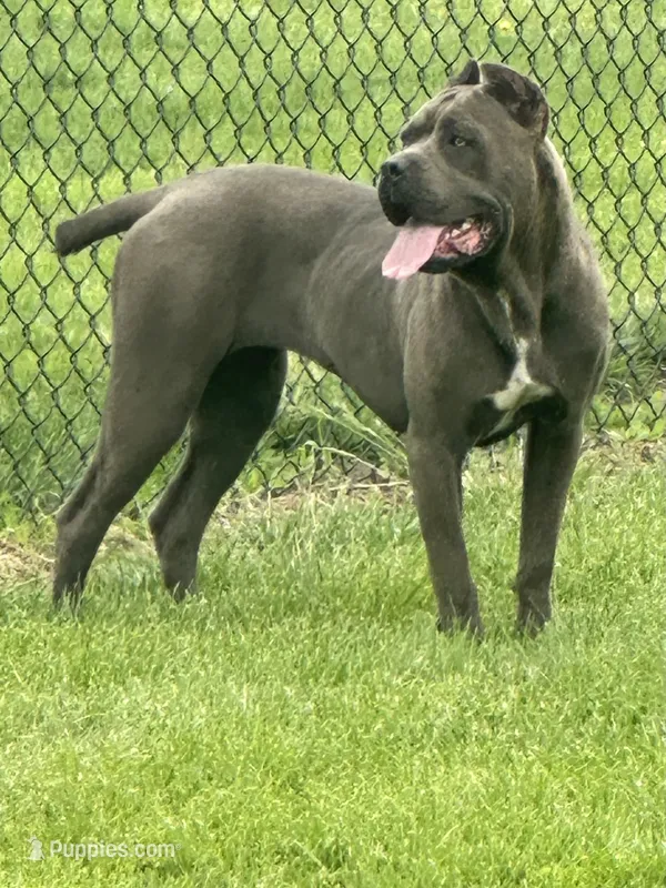 Kiara (Inport) – Cane Corso puppy for sale in Tipton, IN