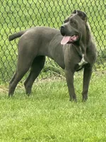 Kiara (Inport), a female Cane Corso for sale in Tipton, IN – 2 of 5
