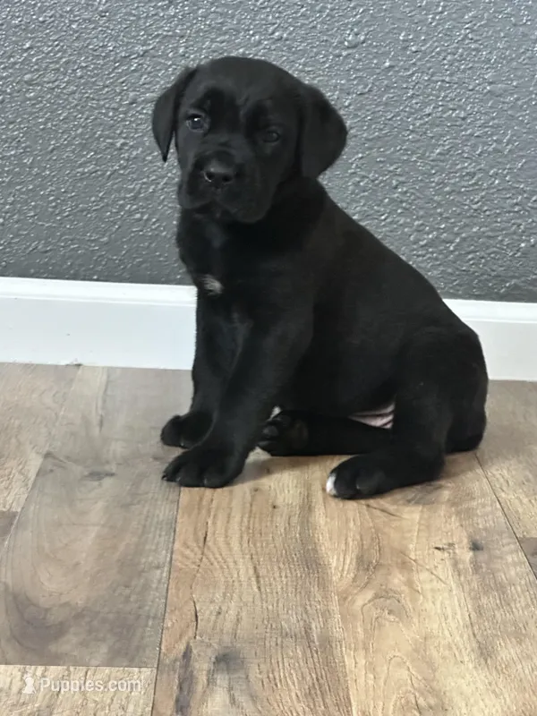 August – Cane Corso puppy for sale in Tipton, IN